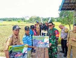 Pemkab Barito Utara Bersama Kodim 1013 Muara Teweh Panen Padi Bersama